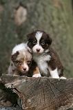 BERGER AUSTRALIEN PUPPIES 806